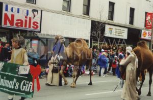Colour photo of two camels walking down a street
